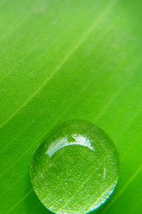 Preview wallpaper drop, leaf, macro, plant