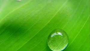 Preview wallpaper drop, leaf, macro, plant