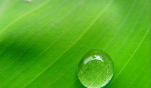 Preview wallpaper drop, leaf, macro, plant