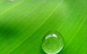 Preview wallpaper drop, leaf, macro, plant