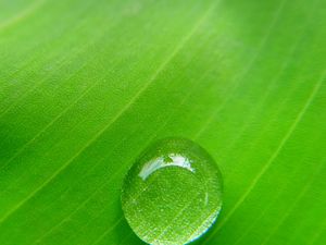 Preview wallpaper drop, leaf, macro, plant