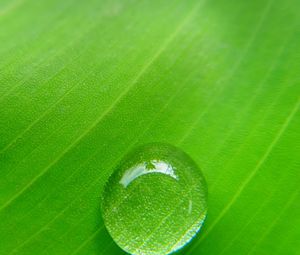 Preview wallpaper drop, leaf, macro, plant