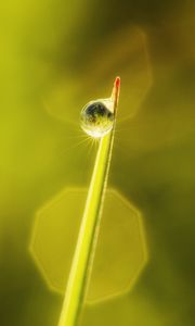 Preview wallpaper drop, leaves, macro, dew