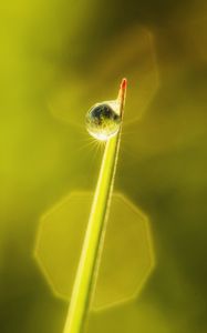 Preview wallpaper drop, leaves, macro, dew