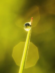 Preview wallpaper drop, leaves, macro, dew