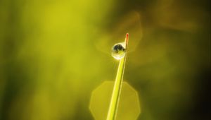 Preview wallpaper drop, leaves, macro, dew