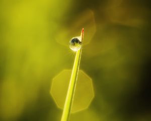 Preview wallpaper drop, leaves, macro, dew