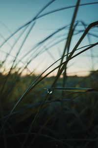 Preview wallpaper drop, macro, grass, dusk