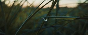 Preview wallpaper drop, macro, grass, dusk