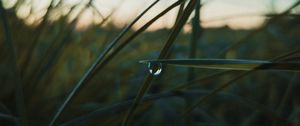 Preview wallpaper drop, macro, grass, dusk