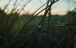 Preview wallpaper drop, macro, grass, dusk