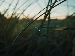 Preview wallpaper drop, macro, grass, dusk