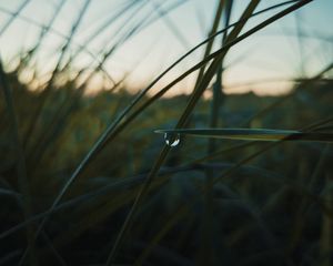 Preview wallpaper drop, macro, grass, dusk