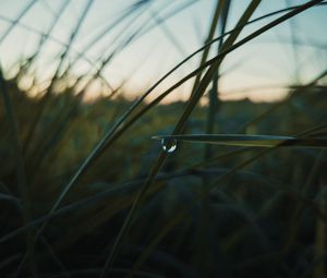 Preview wallpaper drop, macro, grass, dusk