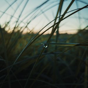 Preview wallpaper drop, macro, grass, dusk