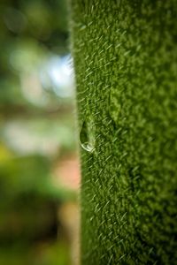 Preview wallpaper drop, macro, grass, green