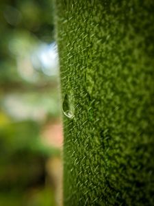 Preview wallpaper drop, macro, grass, green