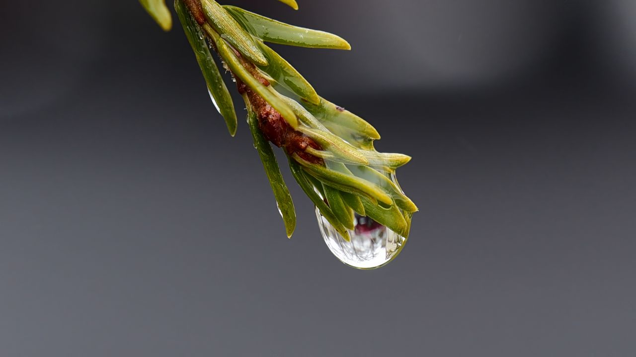 Wallpaper drop, macro, needles, branch