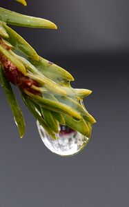 Preview wallpaper drop, macro, needles, branch