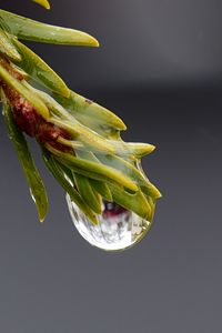 Preview wallpaper drop, macro, needles, branch