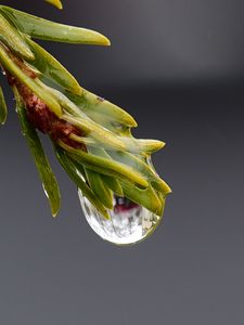 Preview wallpaper drop, macro, needles, branch