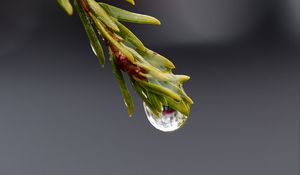 Preview wallpaper drop, macro, needles, branch