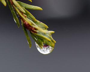 Preview wallpaper drop, macro, needles, branch