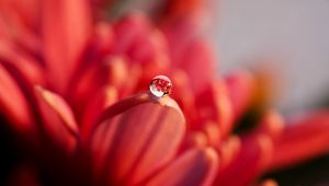 Preview wallpaper drop, macro, petal, flower, water