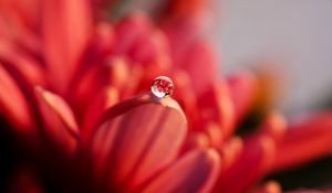 Preview wallpaper drop, macro, petal, flower, water