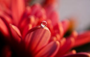 Preview wallpaper drop, macro, petal, flower, water