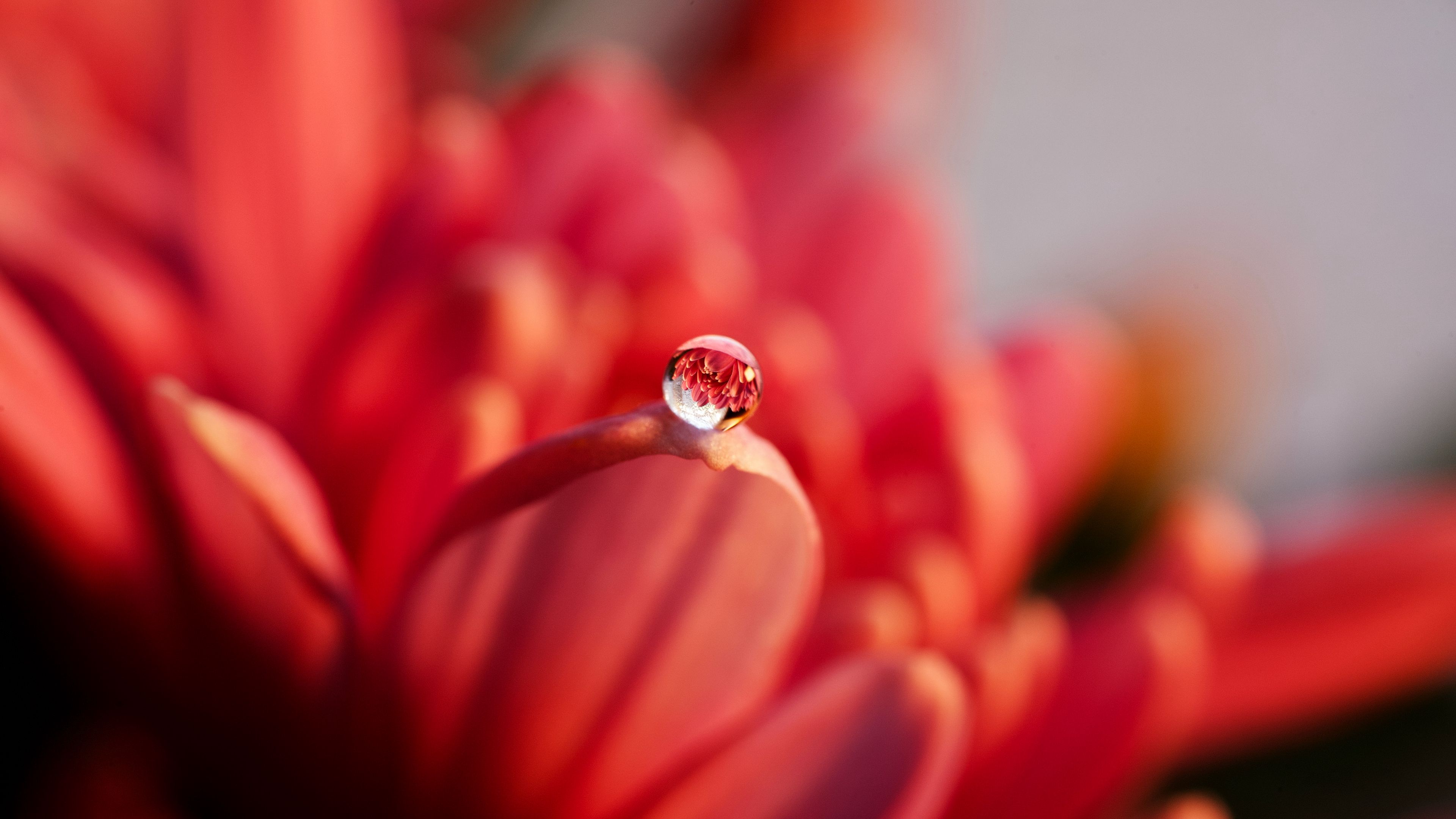 Download wallpaper 3840x2160 drop, macro, petal, flower, water 4k uhd