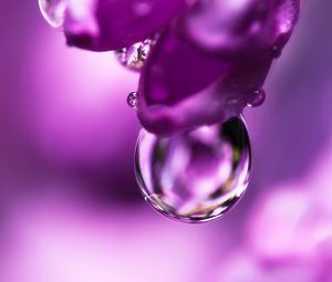 Preview wallpaper drop, petal, flower, purple