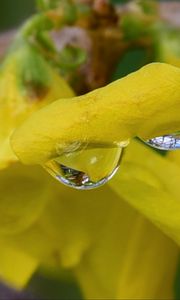 Preview wallpaper drop, petals, flowers, yellow, macro, blur