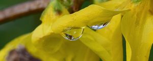 Preview wallpaper drop, petals, flowers, yellow, macro, blur