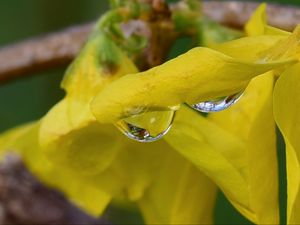 Preview wallpaper drop, petals, flowers, yellow, macro, blur