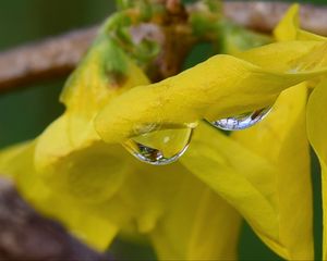 Preview wallpaper drop, petals, flowers, yellow, macro, blur