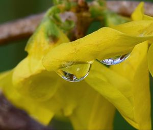 Preview wallpaper drop, petals, flowers, yellow, macro, blur