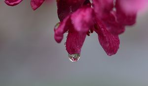 Preview wallpaper drop, petals, macro, pink