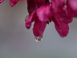 Preview wallpaper drop, petals, macro, pink