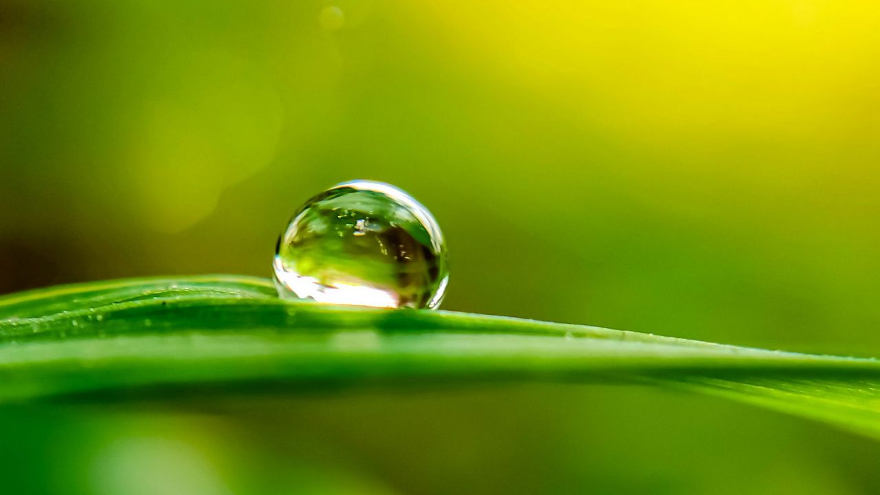 Wallpaper drop, rain, leaf, macro, blur