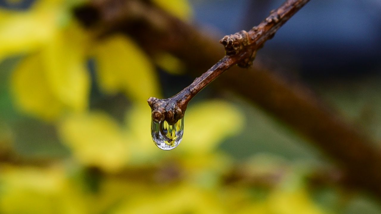 Wallpaper drop, water, branch, macro, blur