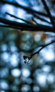 Preview wallpaper drop, water, branch, blur, macro