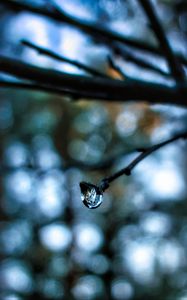 Preview wallpaper drop, water, branch, blur, macro