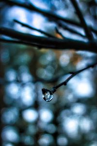 Preview wallpaper drop, water, branch, blur, macro