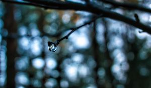 Preview wallpaper drop, water, branch, blur, macro