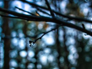 Preview wallpaper drop, water, branch, blur, macro