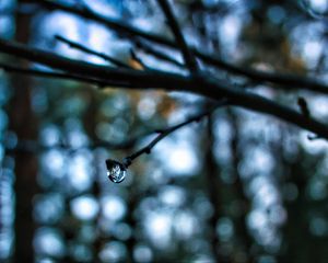 Preview wallpaper drop, water, branch, blur, macro