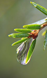 Preview wallpaper drop, water, branch, needles, macro