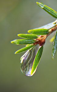 Preview wallpaper drop, water, branch, needles, macro