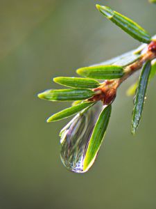 Preview wallpaper drop, water, branch, needles, macro